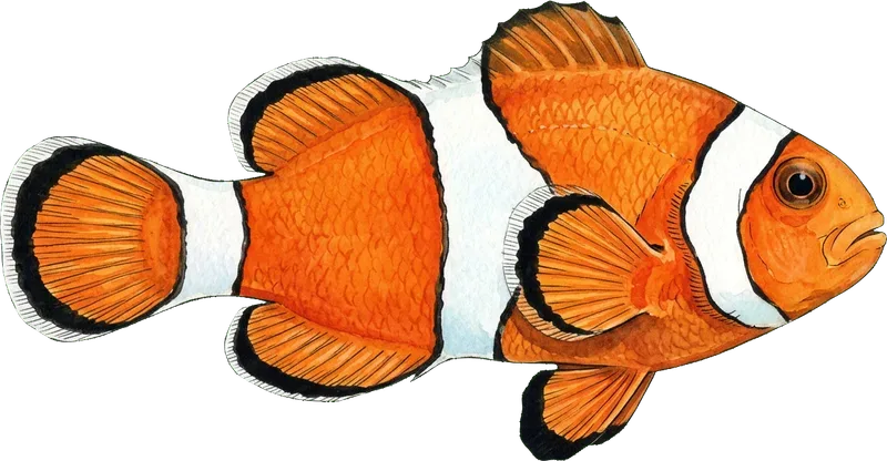 CLOWN FISH