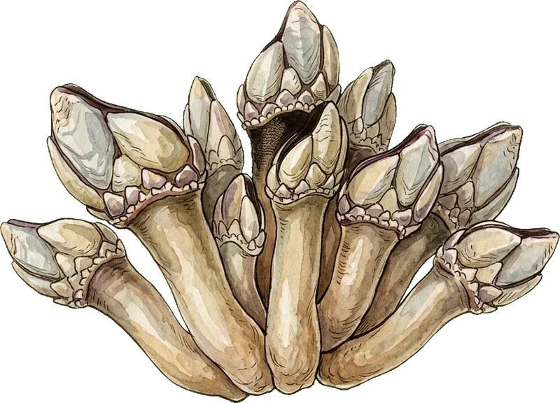 BARNACLE
