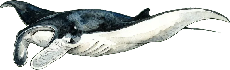 MANTA RAY