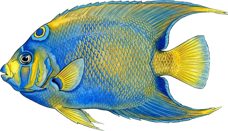QUEEN ANGELFISH