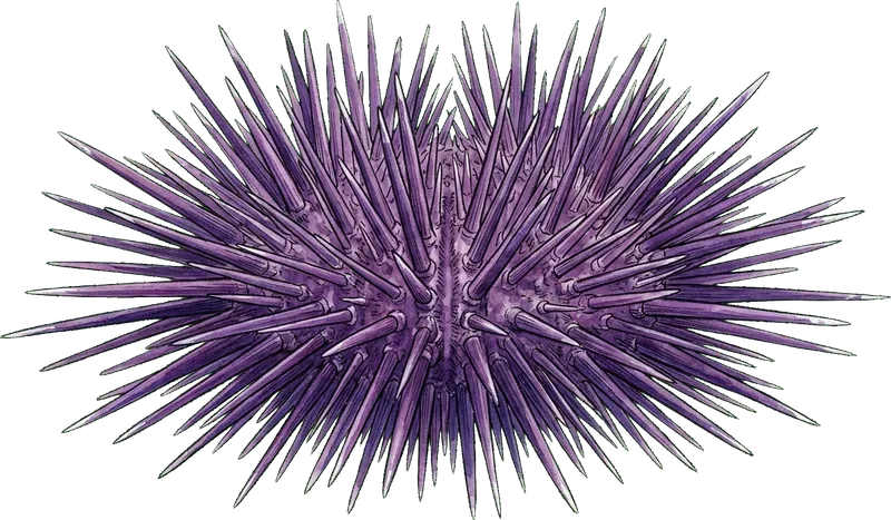 SEA URCHIN
